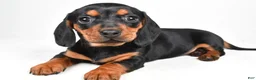 Miniature Dachshund dogs for sale: Nova - Ad 1