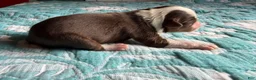 Australian Shepherd dogs for sale: Houston - Ad 5