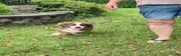 Mixed Breed dogs for sale: Mr Orange 🧡 - Ad 5