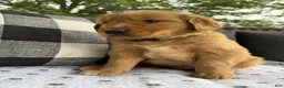 Golden Retriever dogs for sale: Bones - Ad 10
