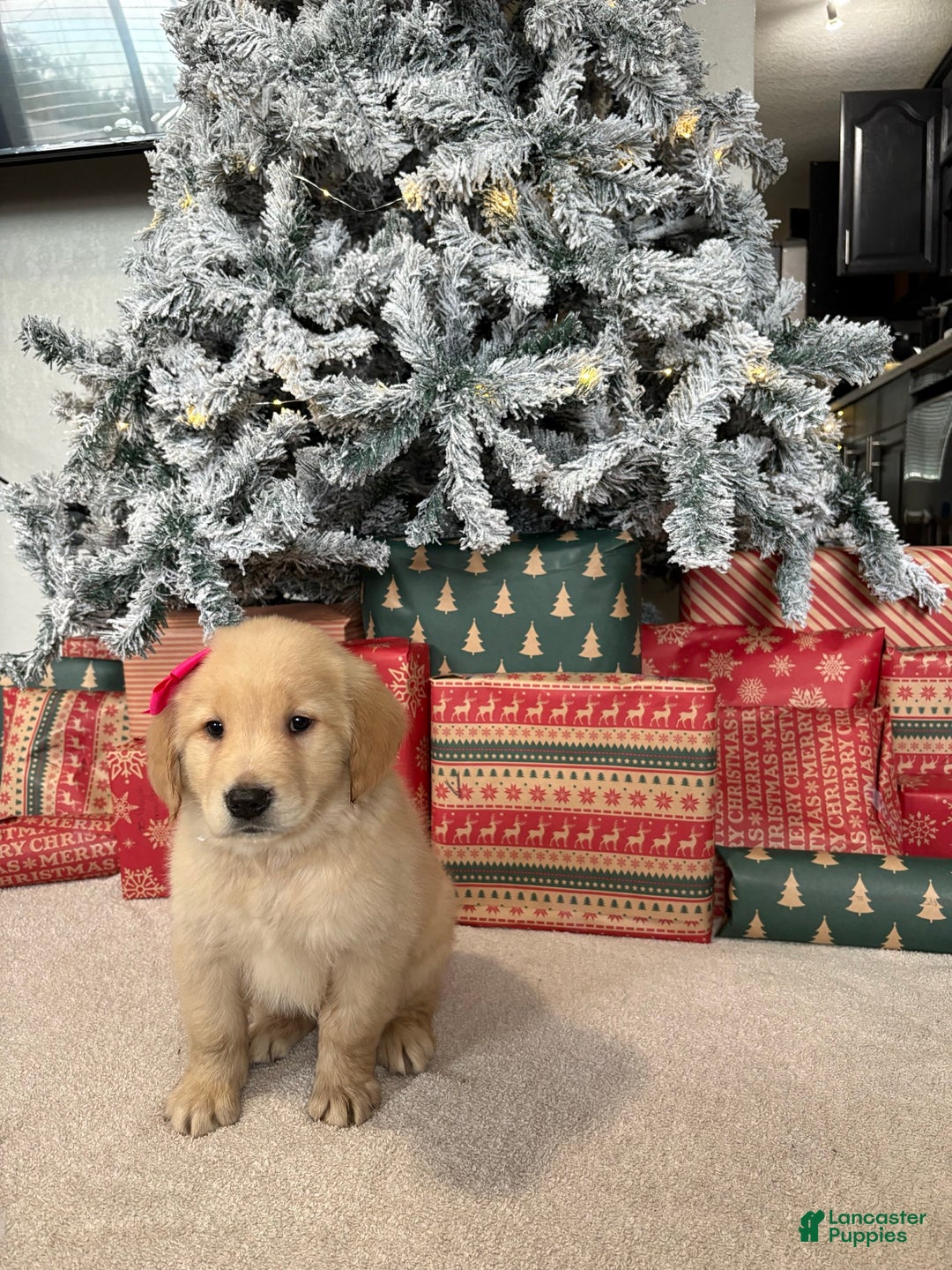 Golden Retriever dogs for sale: Eve - Ad 5