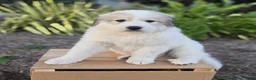 Great Pyrenees dogs for sale: Hunter - Ad 6