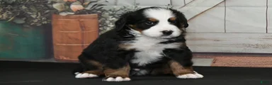 Benny AKC