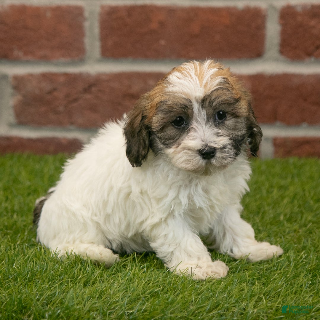 Havapoo dogs for sale: Bingo - Ad 5