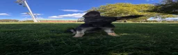 German Shepherd dogs for sale: Bentley   - Ad 4