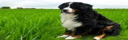 Bernese Mountain Dog dogs for sale: Scout - Ad 4
