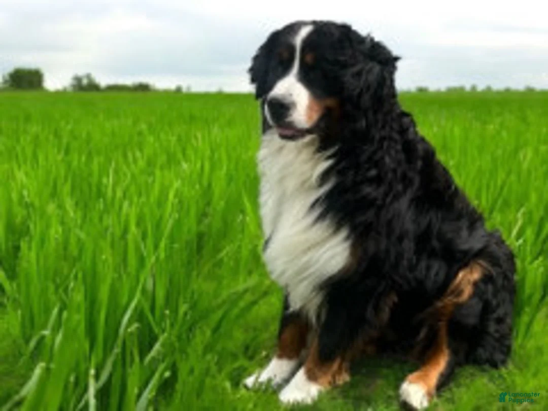 Bernese Mountain Dog dogs for sale: Scout - Ad 4