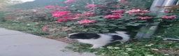 Pomeranian dogs for sale: Oreo - Ad 13