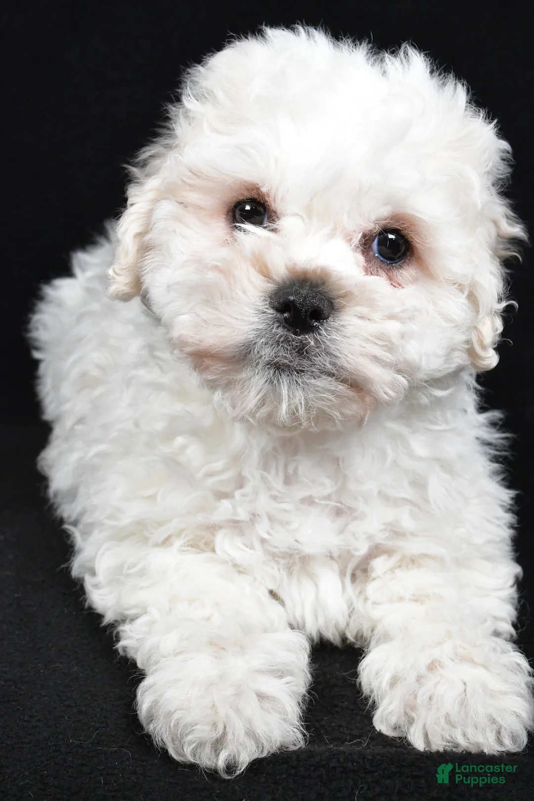 Teddy Bear dogs for sale: Cissy - Ad 8