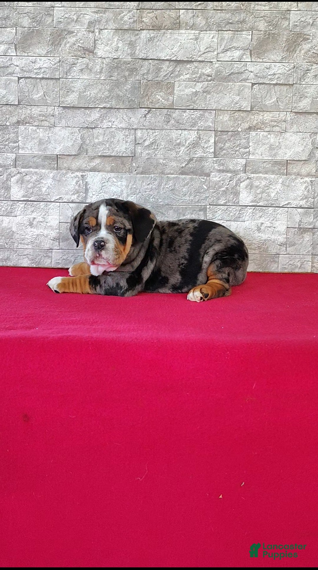 Beabull dogs Breanna - Ad 2