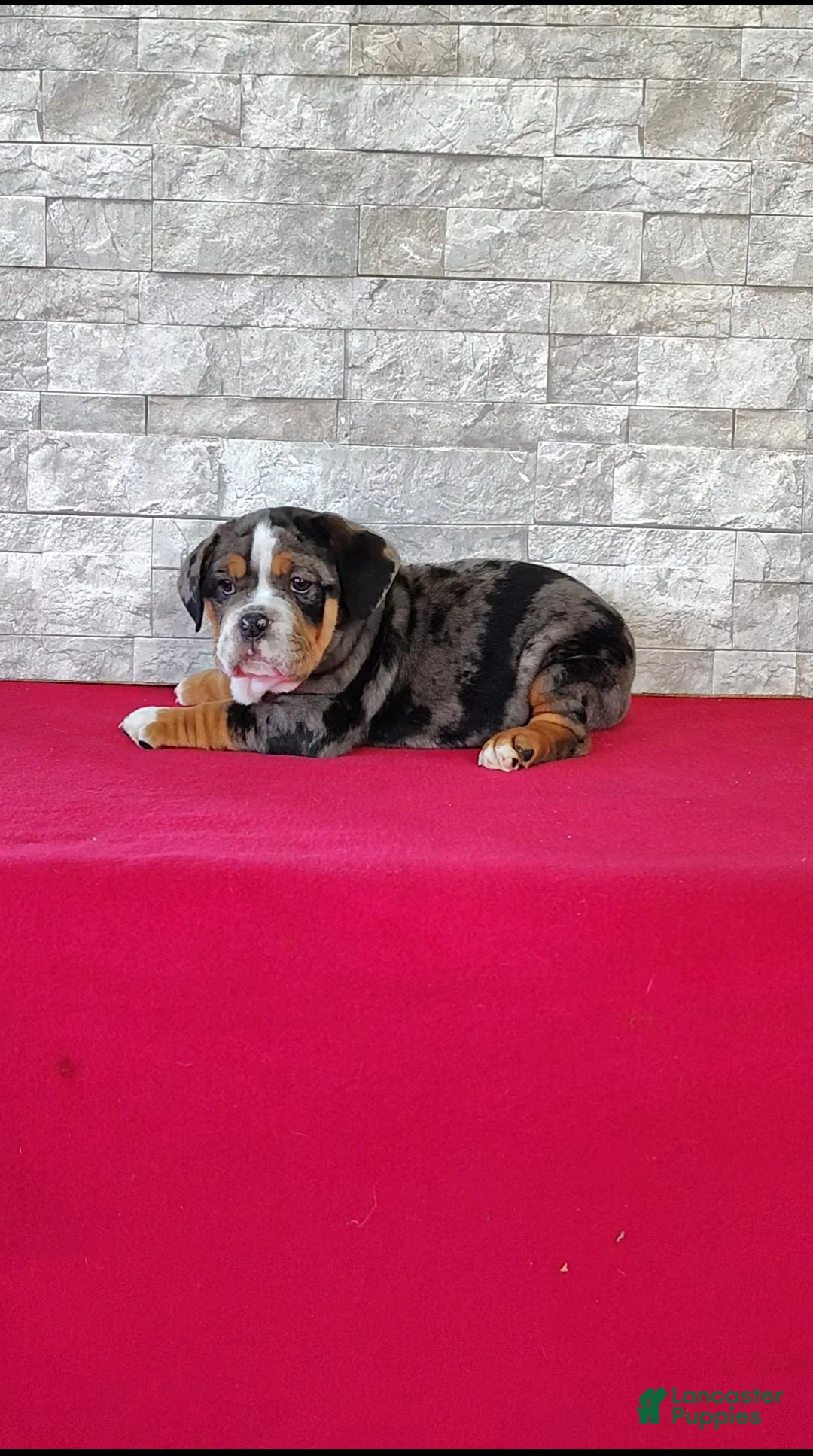 Beabull dogs for sale: Breanna - Ad 2
