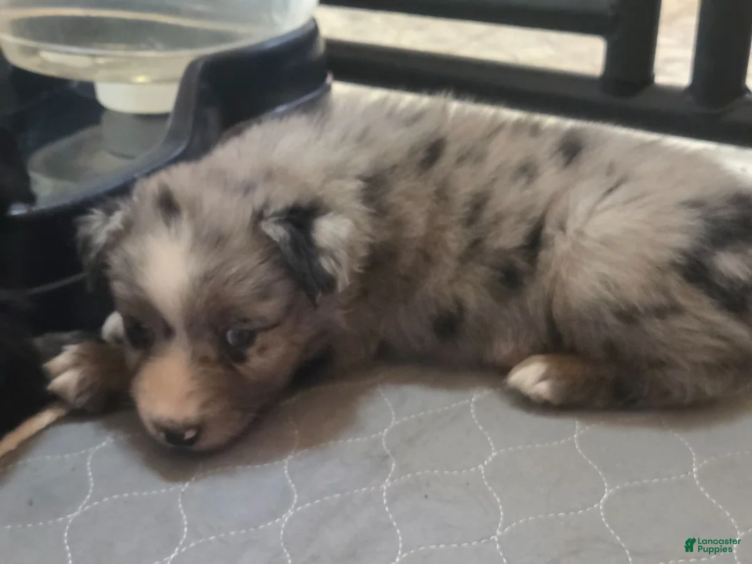 Australian Shepherd dogs for sale: RaeAnn - Ad 2