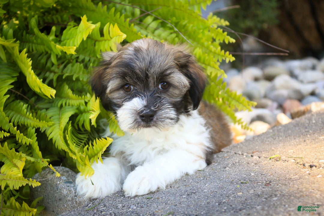 Havanese
