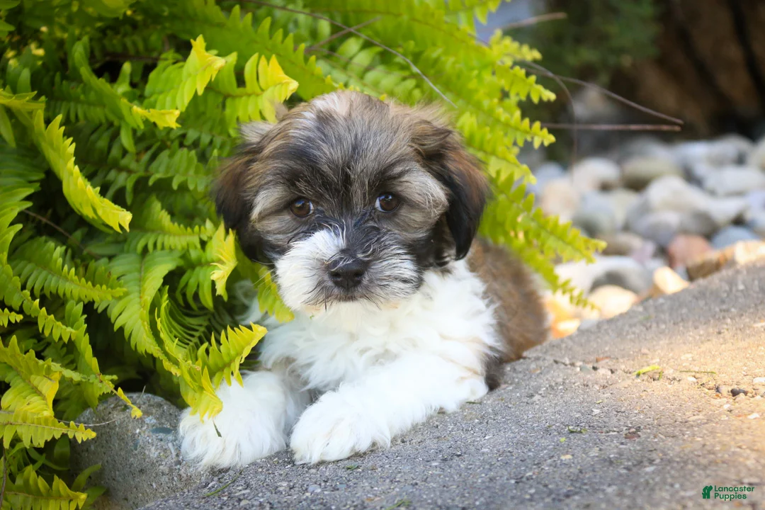 Havanese dogs for sale: Iris Havanese  - Ad 1