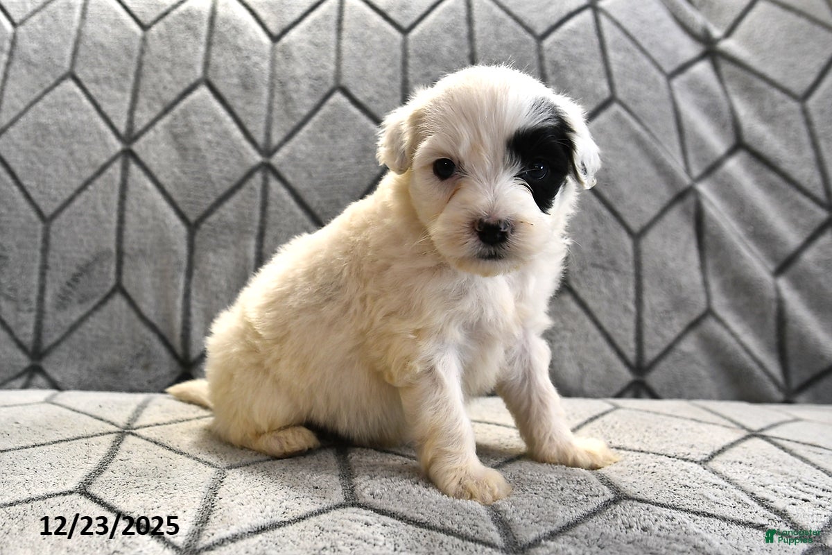 Portuguese Water Dog dogs Daisy - Ad 27