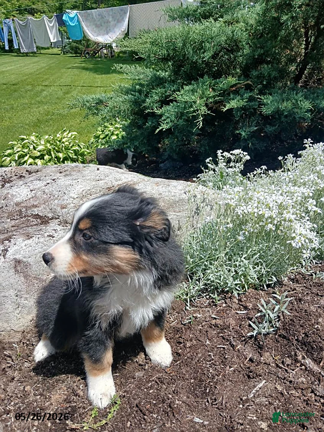 Miniature Australian Shepherd dogs for sale: Peggy - Ad 2