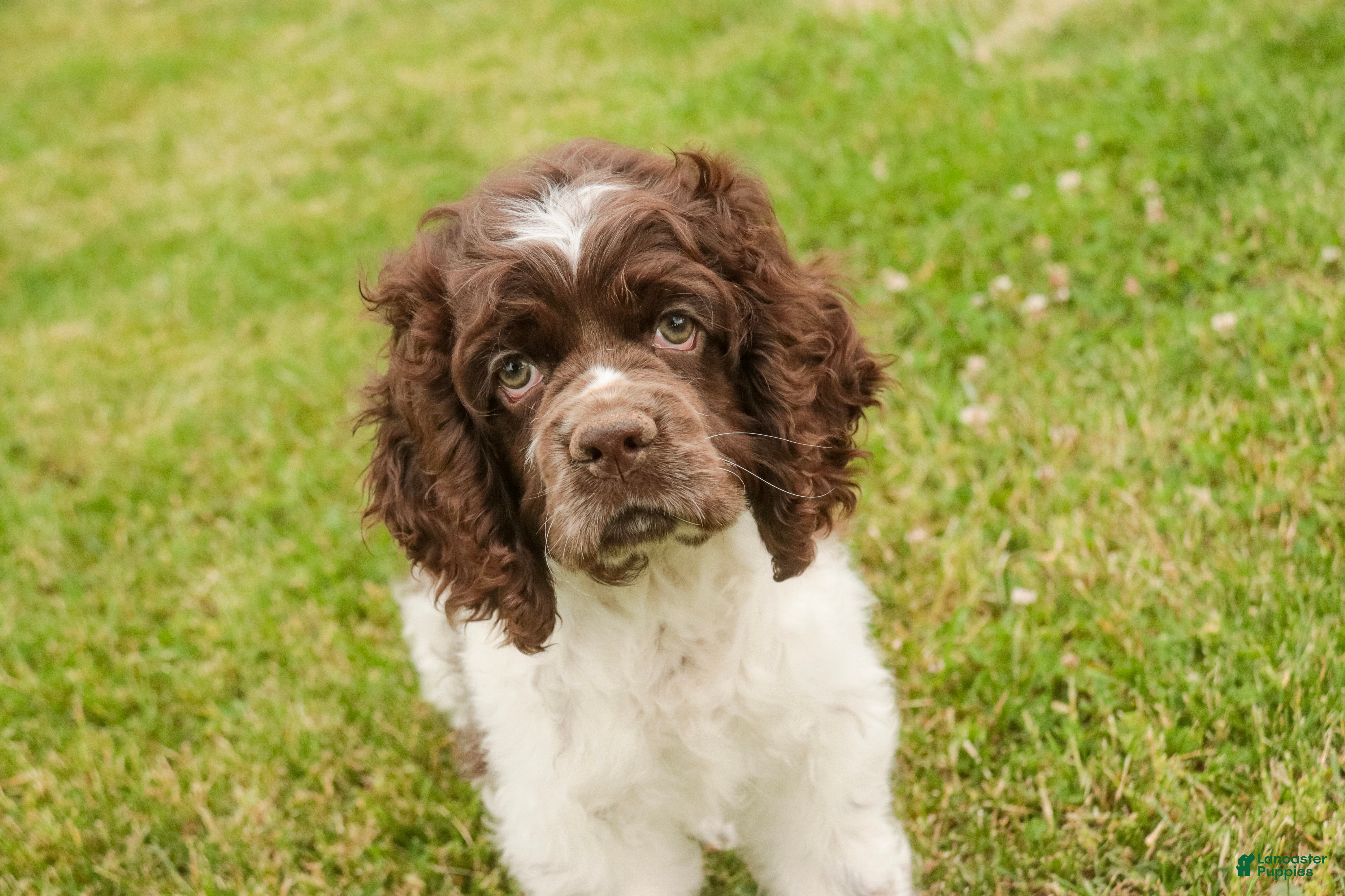Cocker Spaniel dogs Caramel - Ad 1