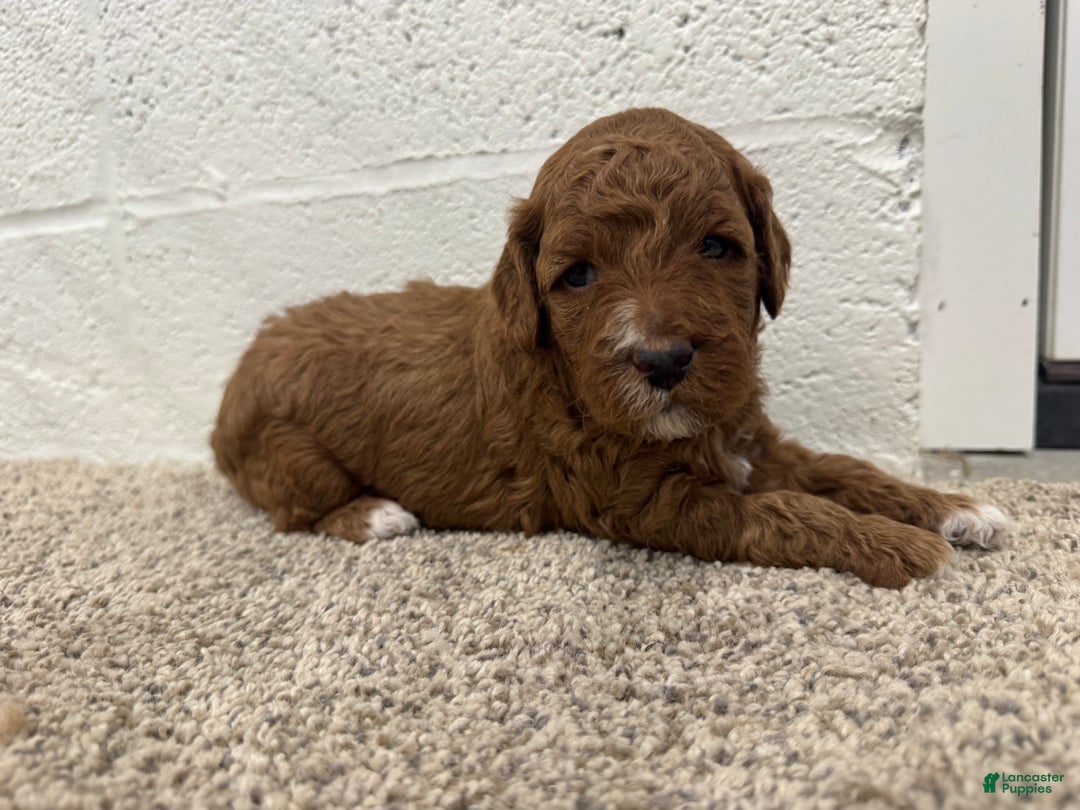 Mini Goldendoodle dogs for sale: Cooper  - Ad 5