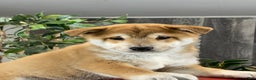 Shiba Inu dogs for sale: Ian - Ad 1