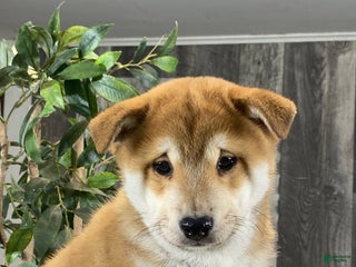 Shiba Inu dogs Ian - Ad 10