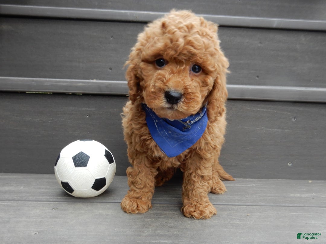 Mini Goldendoodle dogs for sale: Kole - Ad 2