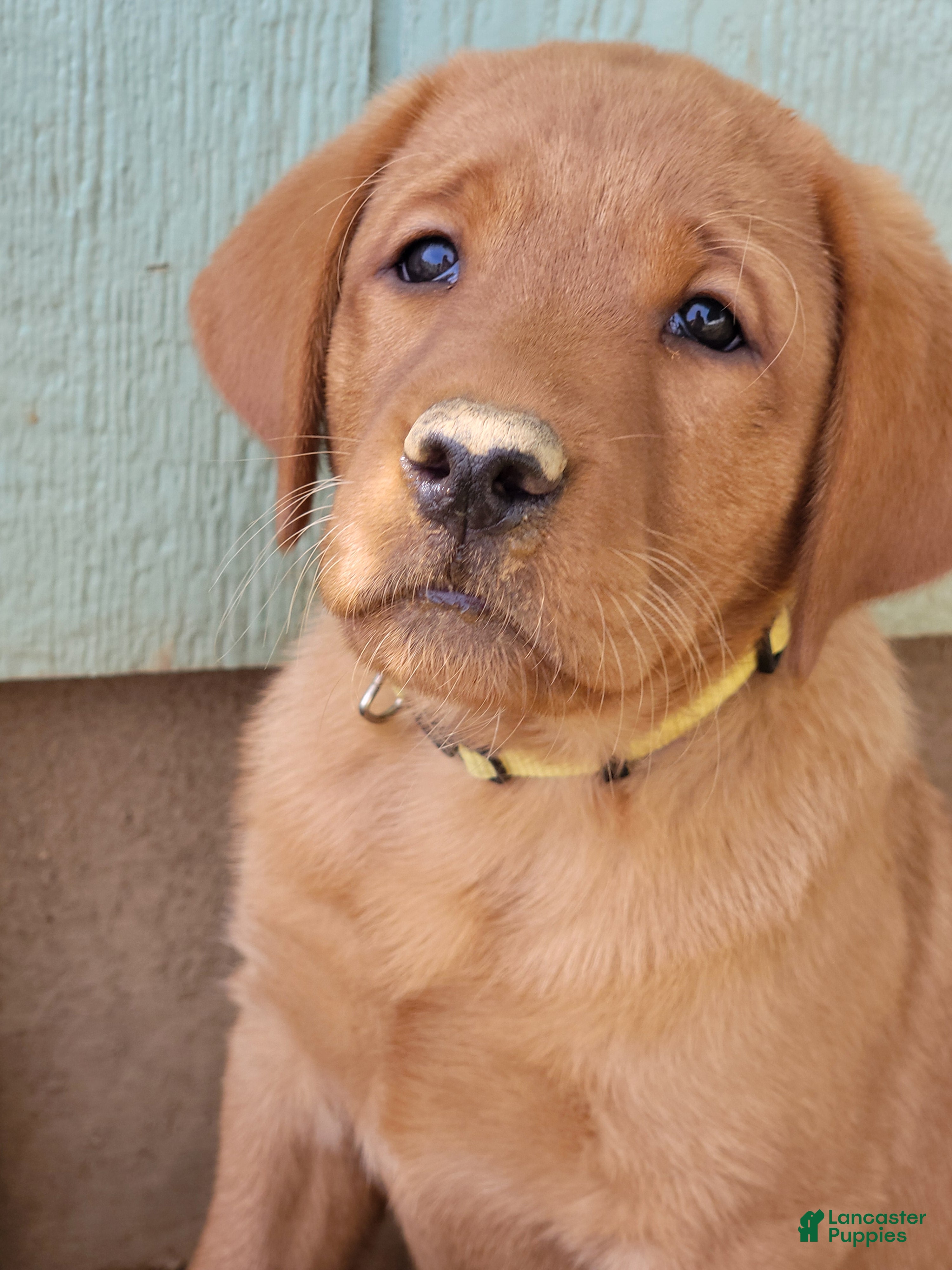 Labrador Retriever dogs Sandy (yellow collar) - Ad 1