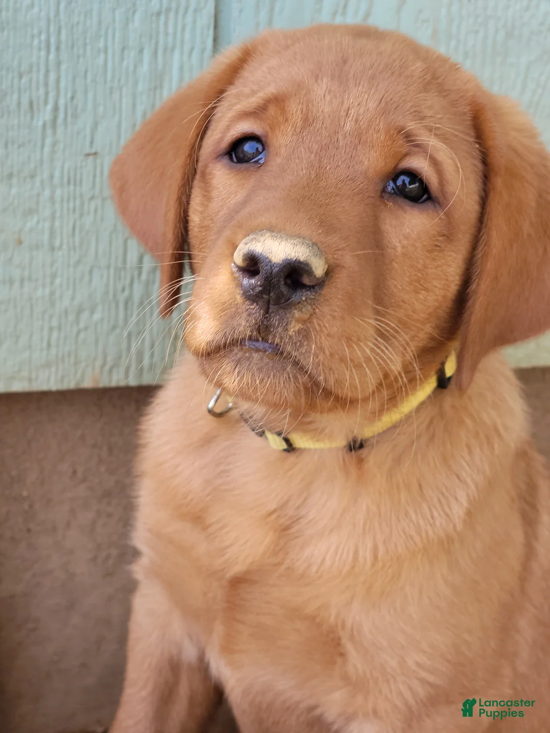 Labrador Retriever dogs for sale: Sandy (yellow collar) - Ad 1