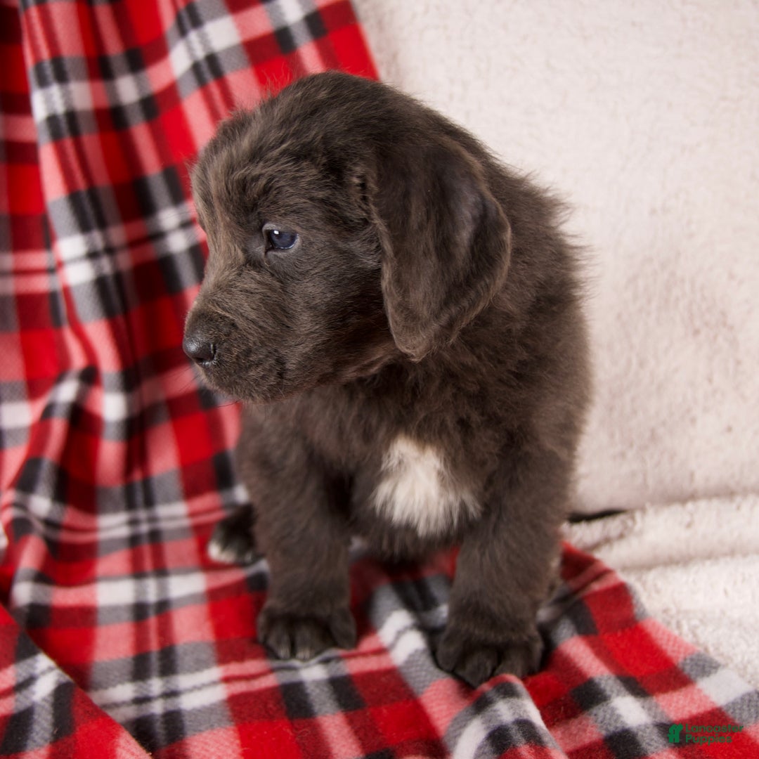 Newfoundland dogs for sale: Flash - Ad 5