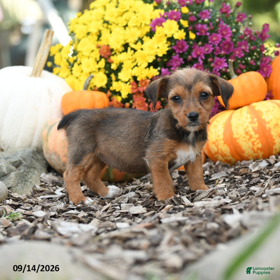 Mixed Breed dogs Dixie - Ad 2