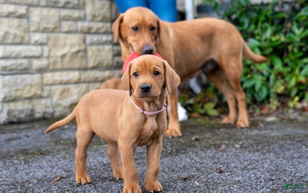 Labrador Retriever Puppy for sale in Nashville Lancaster Puppies