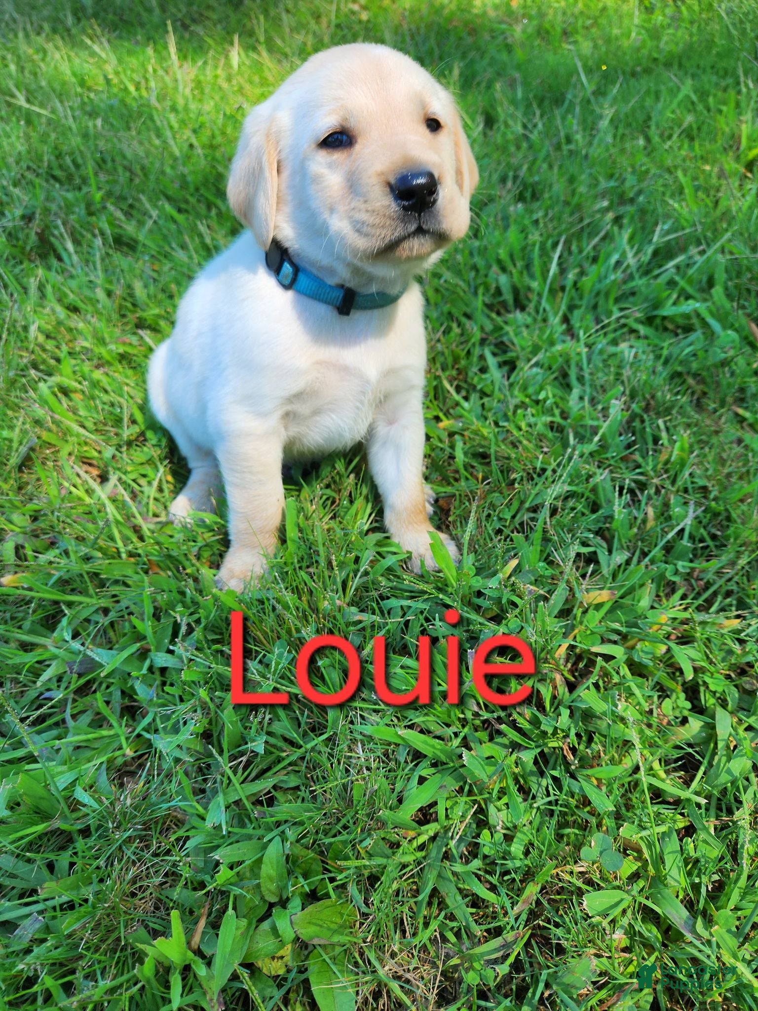 Labrador Retriever dogs Louie - Ad 11