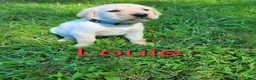 Labrador Retriever dogs for sale: Louie - Ad 1