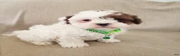 Shihpoo dogs for sale: AMIGO - Ad 4