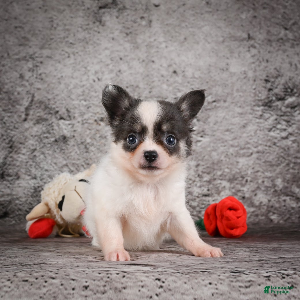 Chihuahua dogs Anika - Ad 2