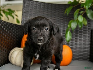 Mixed Breed dogs - Ad 7