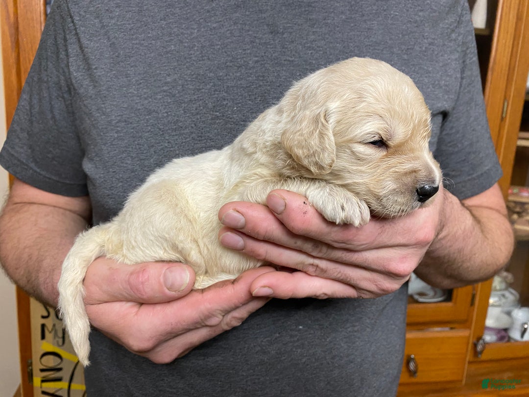 Goldendoodle dogs for sale: Goldendoodle Puppy 4 - Ad 5