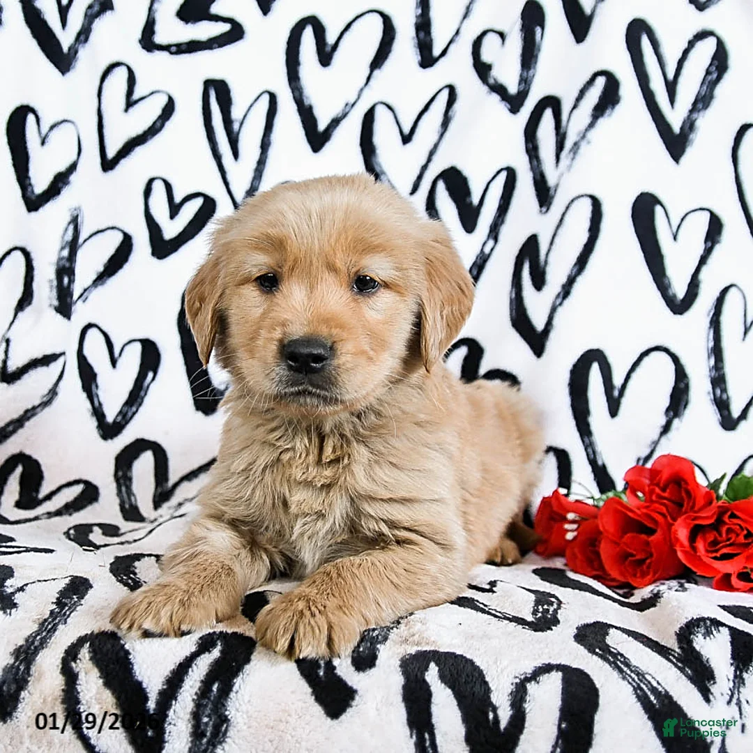 Golden Retriever dogs for sale: Laker - Ad 4