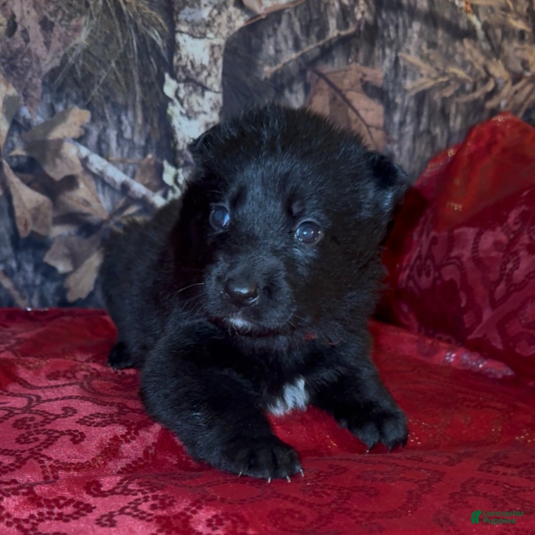 German Shepherd dogs for sale: SCAMPI - Ad 12