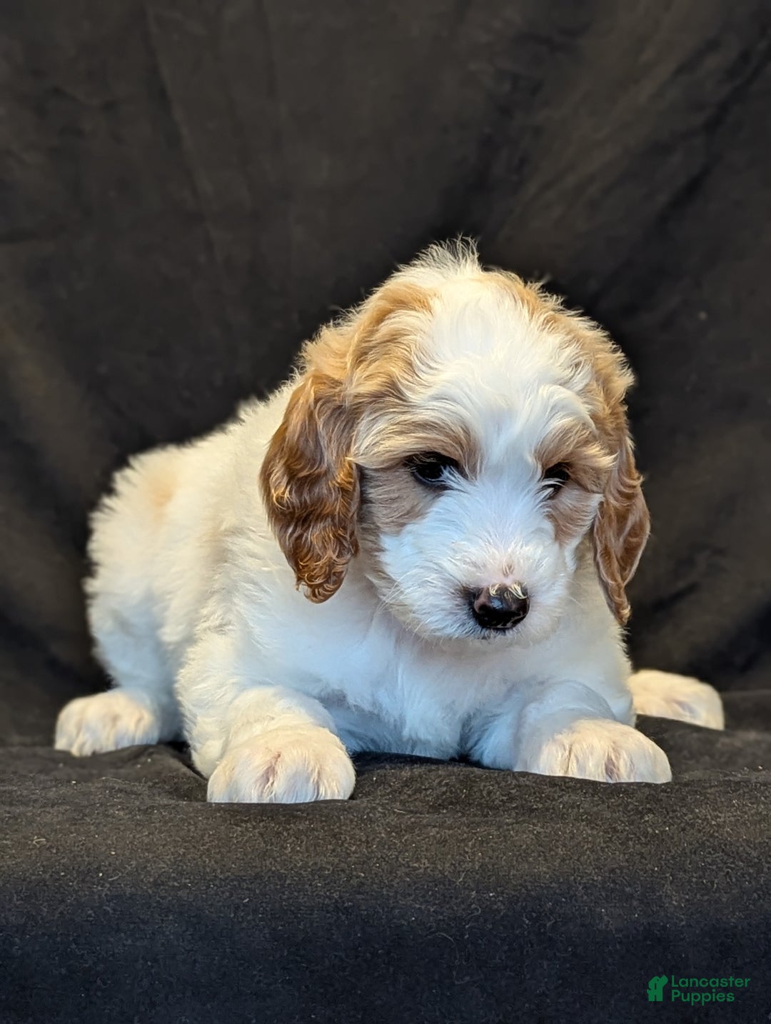 Goldendoodle dogs for sale: Lucky  - Ad 9