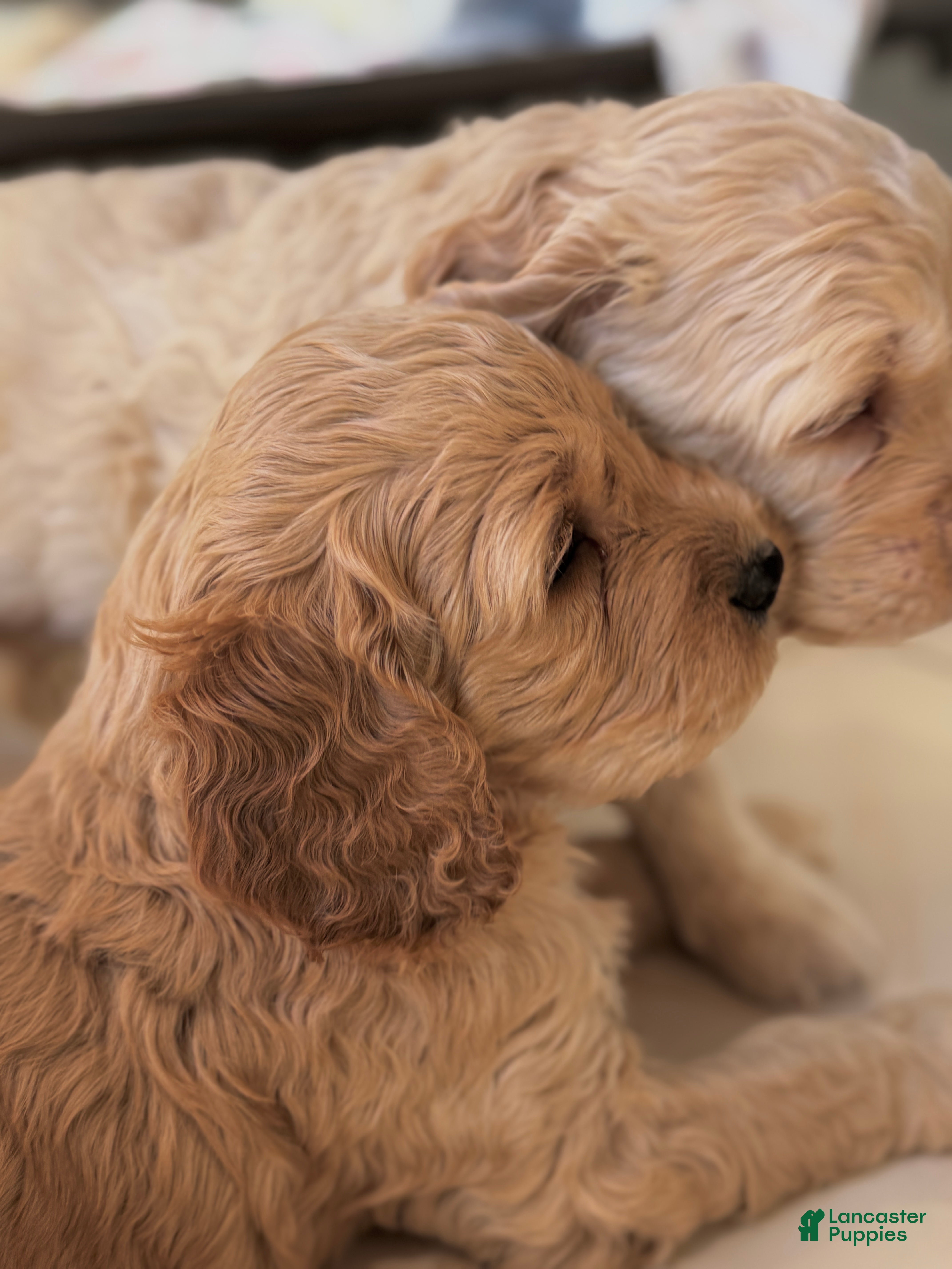 Cockapoo dogs Cockapoo Puppy 4 - Ad 2