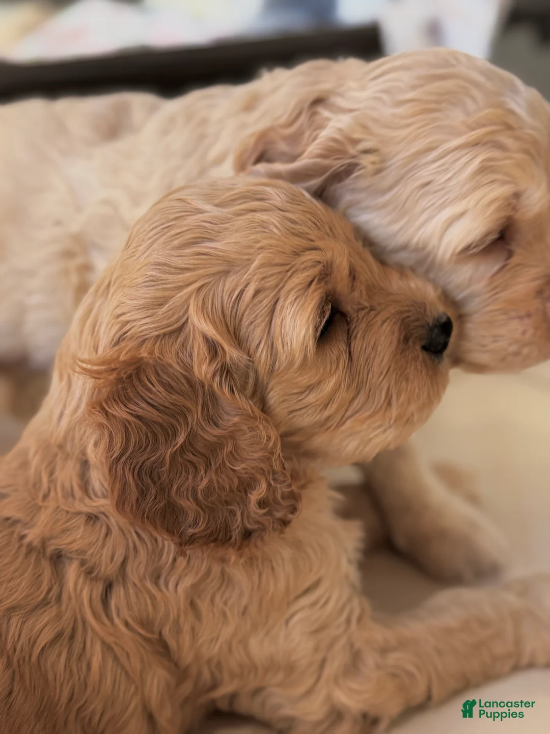 Cockapoo dogs for sale: Cockapoo Puppy 4 - Ad 2