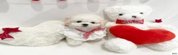 Toy Poodle dogs for sale: Cosita - Ad 2
