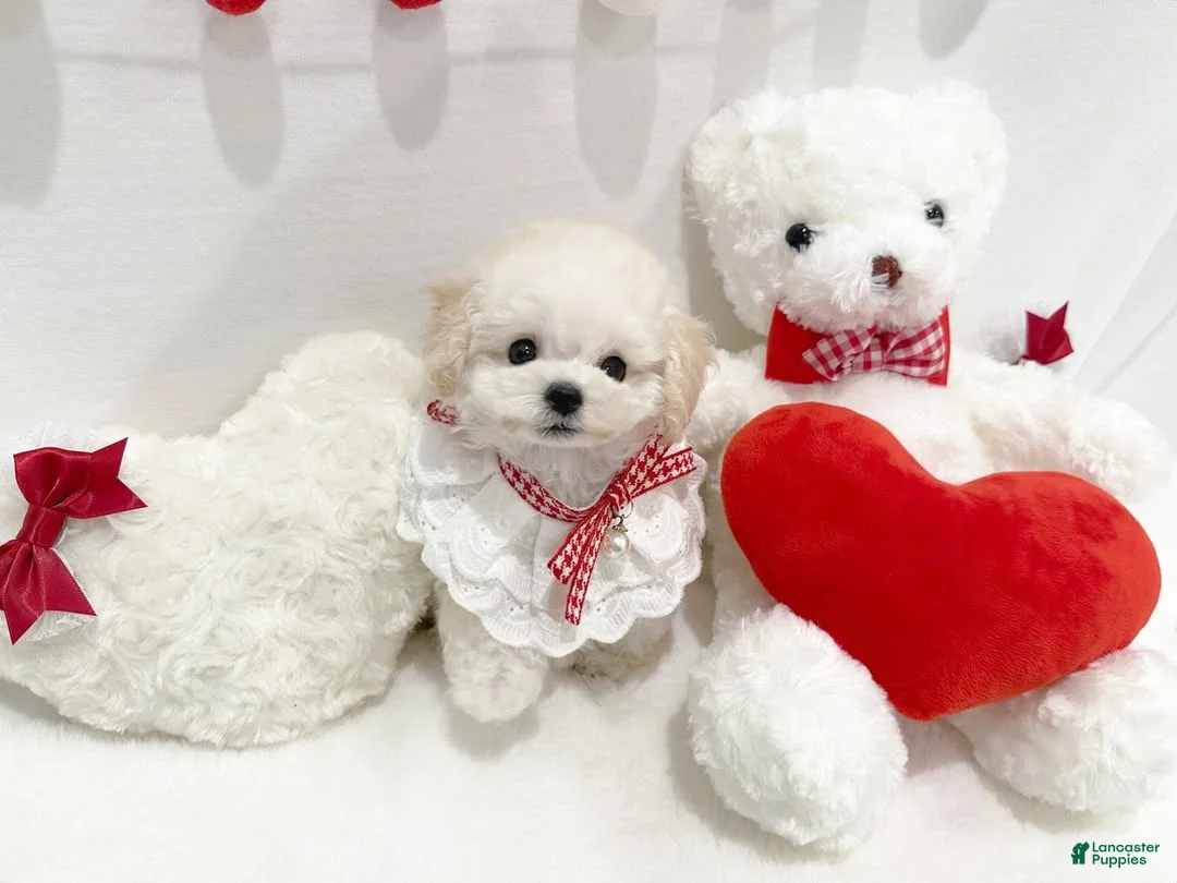 Toy Poodle dogs for sale: Cosita - Ad 2