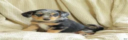 Mixed Breed dogs for sale: Oreo - Ad 4