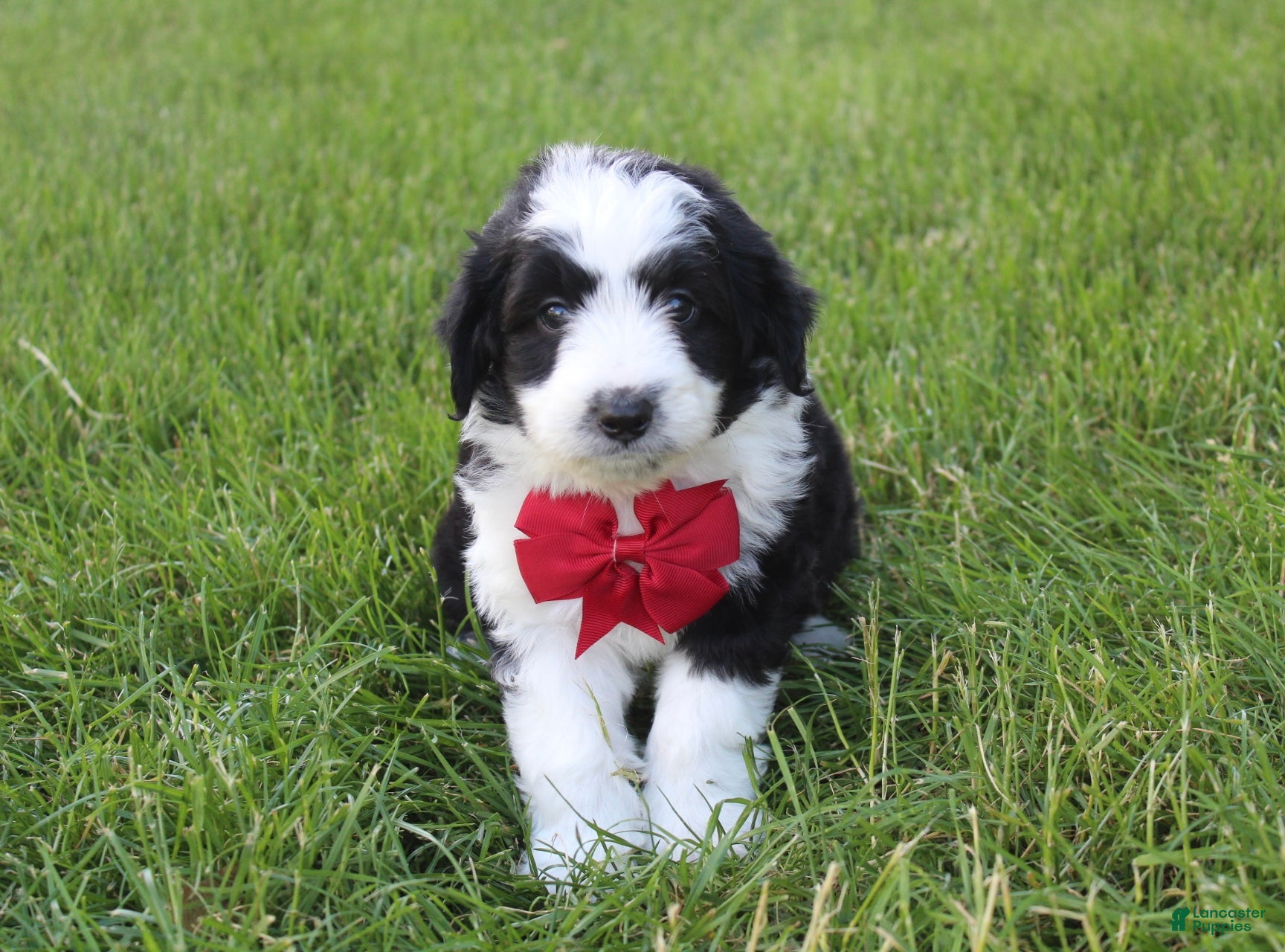 Mini Aussiedoodle dogs for sale: Jasper 💎 - Ad 3