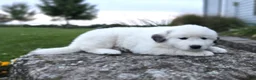 Great Pyrenees dogs for sale: Snowball - Ad 3