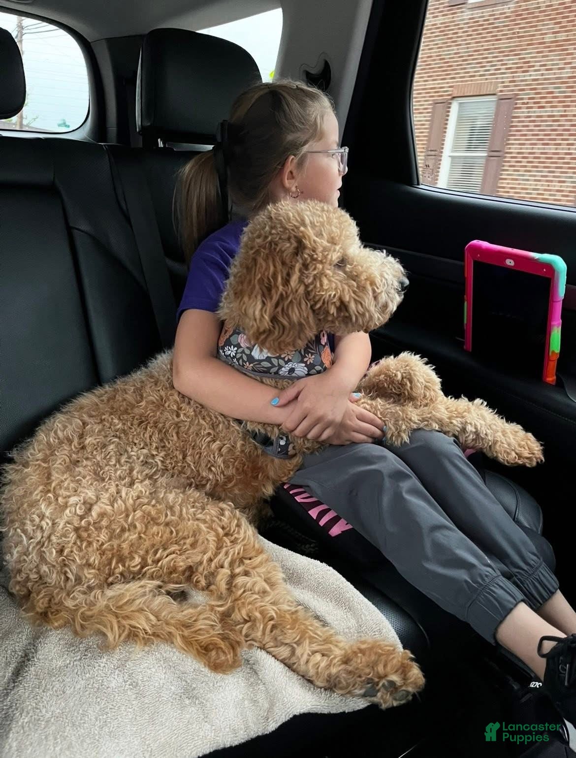 Standard Poodle dogs for sale: Green girl - Ad 6