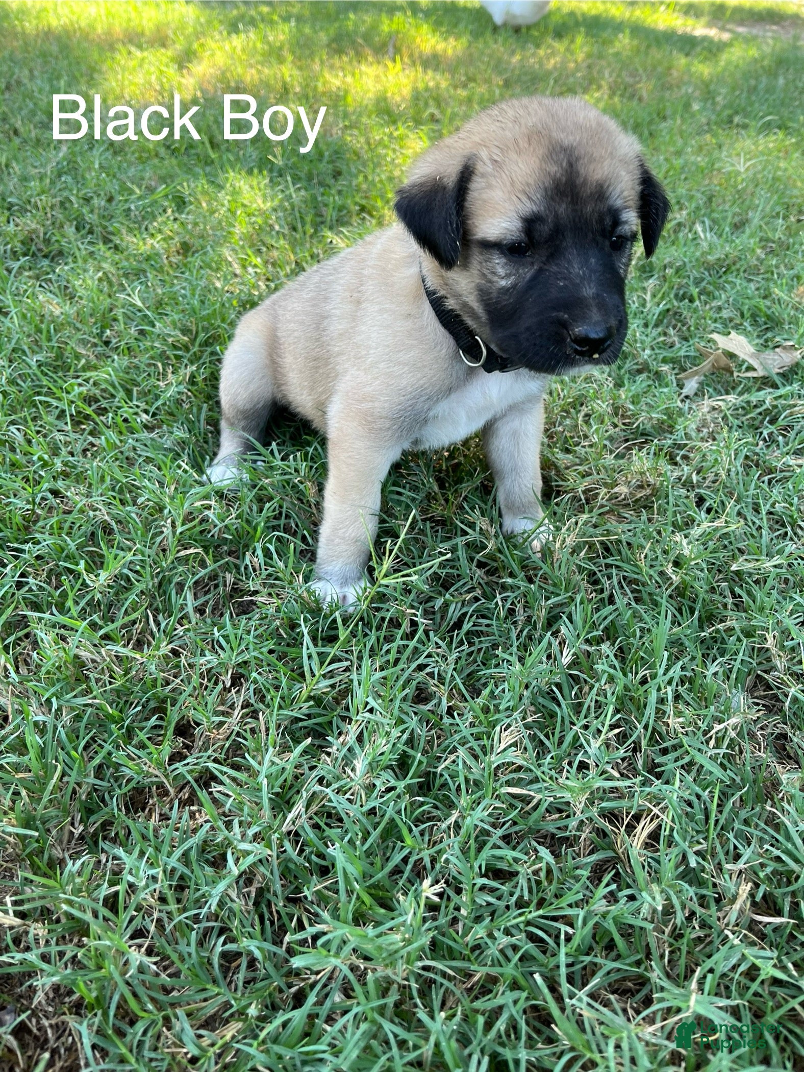 Turkish Kangal dogs Black Boy - Ad 7