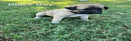 Turkish Kangal dogs for sale: Black Boy - Ad 1