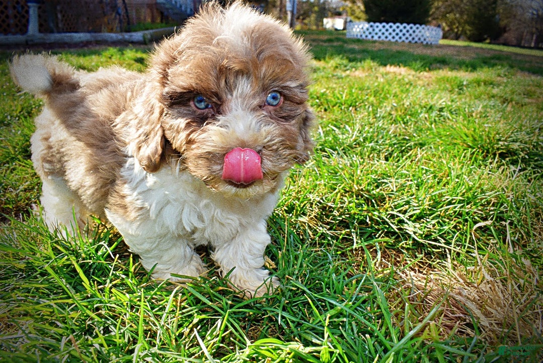 Havapoo dogs for sale: Patches - Ad 12